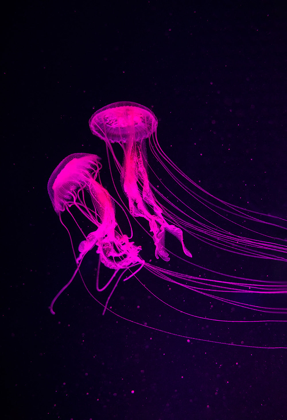 Sample – Barbies Jellyfish Mural