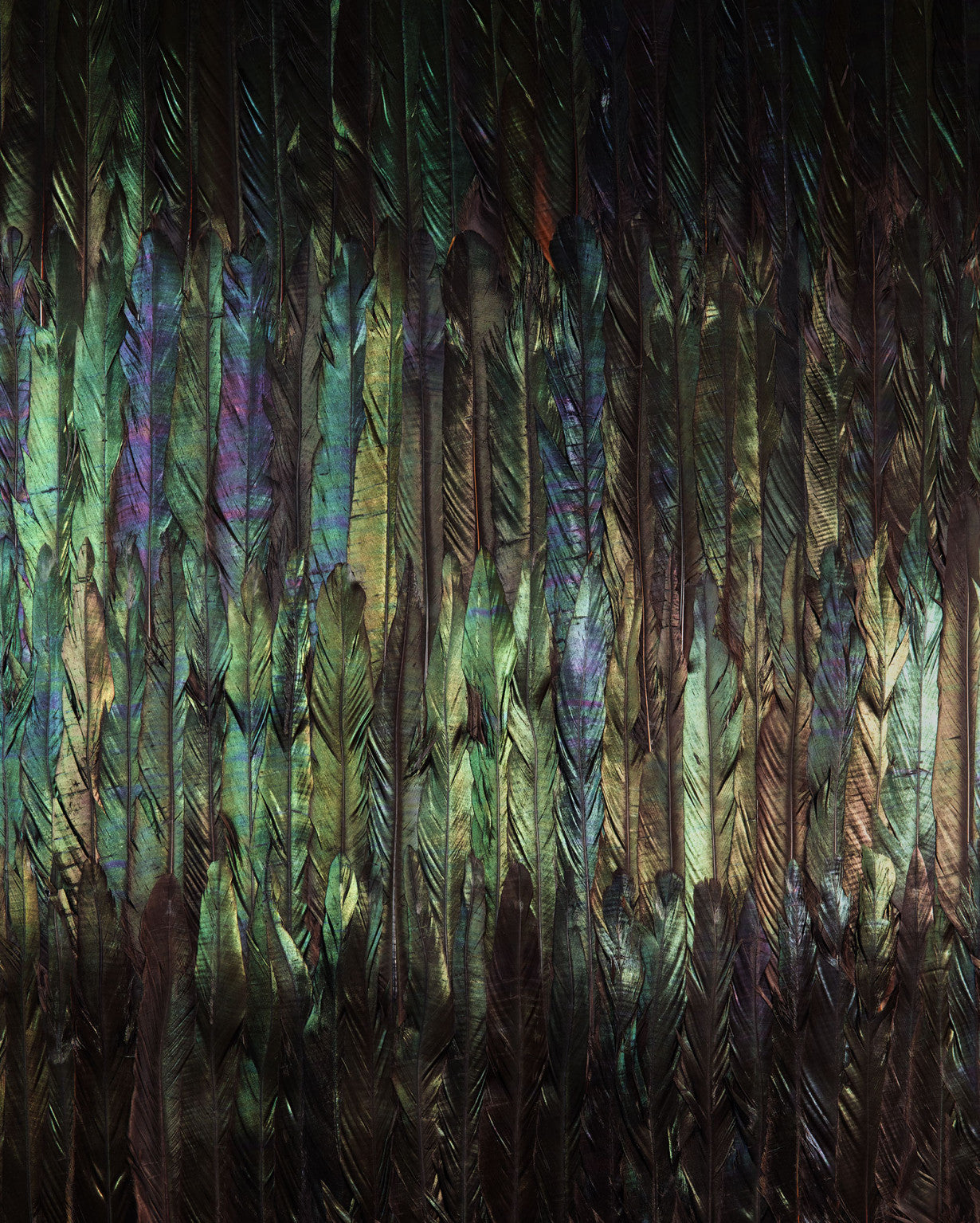 Sample – Dark Wings - Custom Sized Wallpaper Mural (per m2)