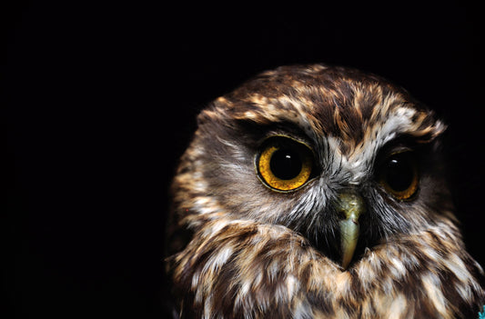 Morepork Owl - Custom Sized Wallpaper Mural (per m2)