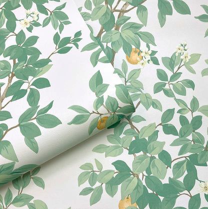 Orange Tree - Wallpaper - Cream Green