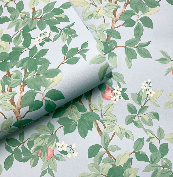 Sample - Orange Tree - Wallpaper - Sky Blue