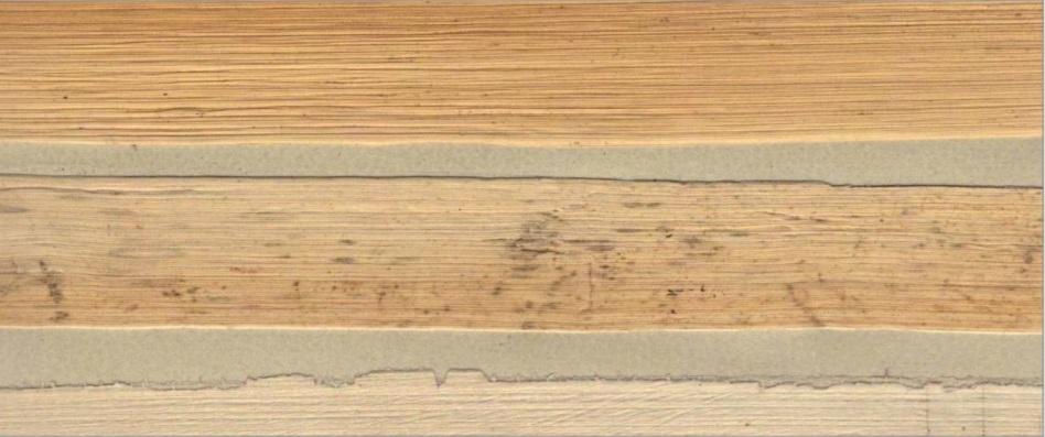 Sample - Genuine Banana Leaf Wallpaper - 7 Colours Mimosa