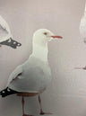 Two's Company Seagull Wallpaper - Pebble