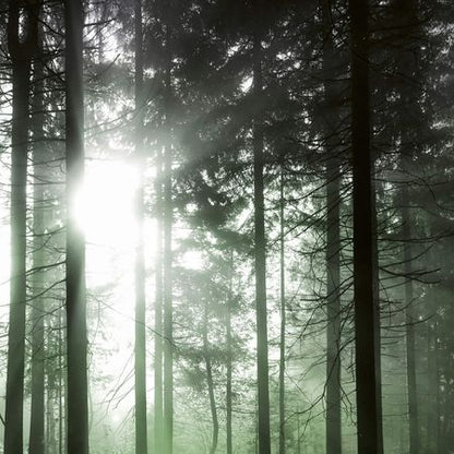 Sunrays Forest Mural Wallpaper