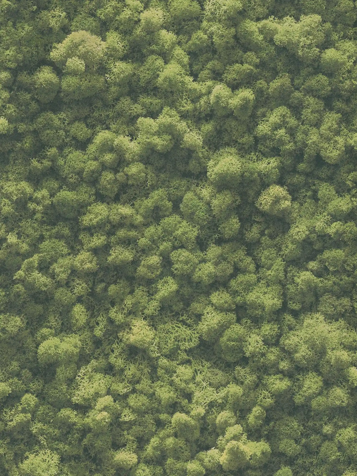 Moss wallpaper