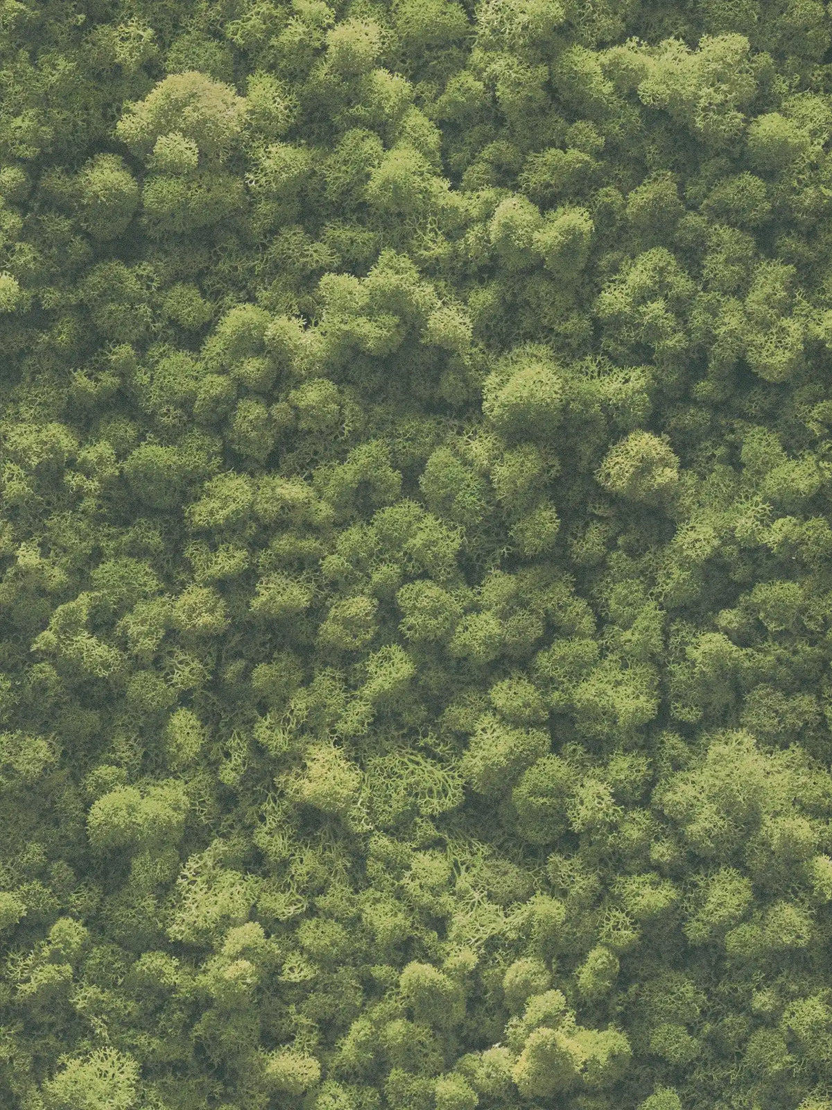Sample - Moss wallpaper