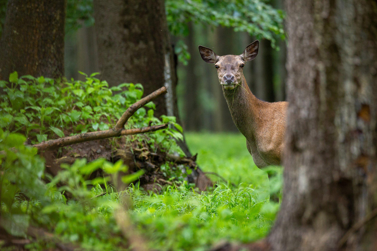 Sample – Deer Mural Series Wallpaper - Doe a Deer (Per m2)