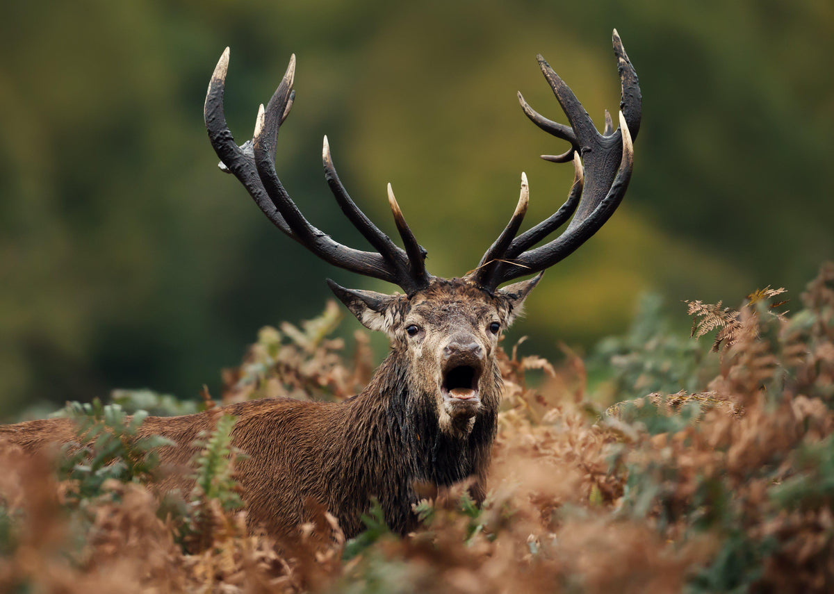 Sample – Deer Mural Series Wallpaper - Roaring Stag (Per m2)