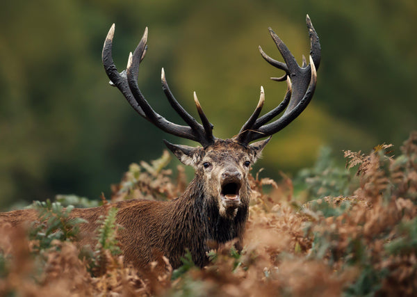 Sample – Deer Mural Series Wallpaper - Roaring Stag (Per m2)