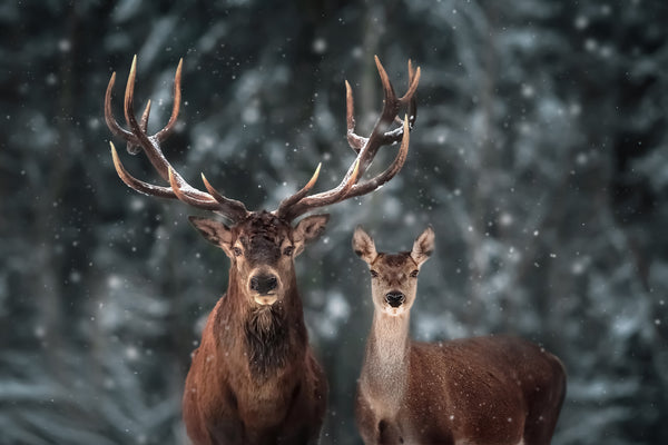Sample – Deer Mural Series - Snowy Deer - Custom Sized Wallpaper Mural (per m2)