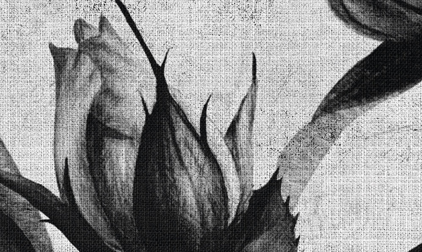 Spanish Rose - Custom Sized Wallpaper Mural (per m2)