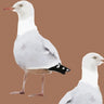 Two's Company Seagull Wallpaper - Burnt Apricot
