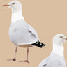 Two's Company Seagull Wallpaper - Coral Flower