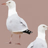 Two's Company Seagull Wallpaper - Pink Dust
