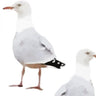Two's Company Seagull Wallpaper - Squid Ink