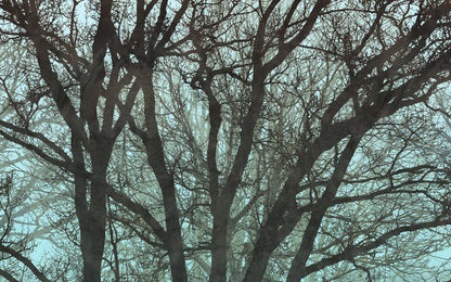 Whispering Woods - Custom Sized Wallpaper Mural (per m2)