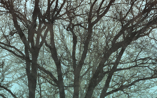 Whispering Woods - Custom Sized Wallpaper Mural (per m2)