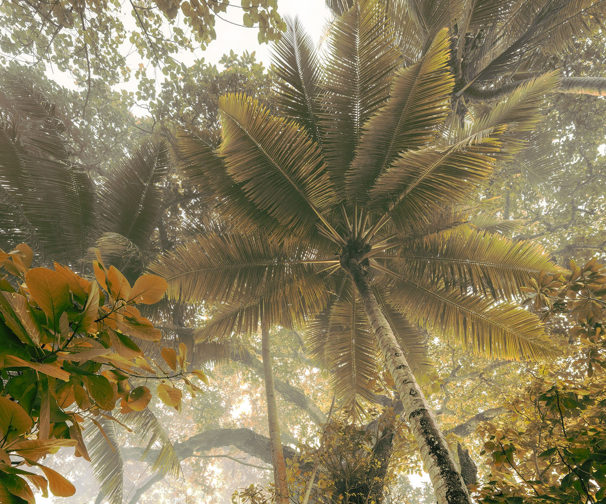 Sample – Palms Panorama - Custom Sized Wallpaper Mural (per m2)