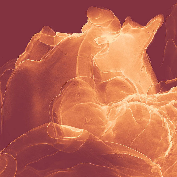 Evoke - Custom Sized Mural Wallpaper (per m2)
