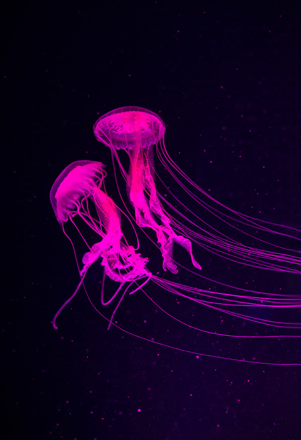 Sample – Barbies Jellyfish Mural
