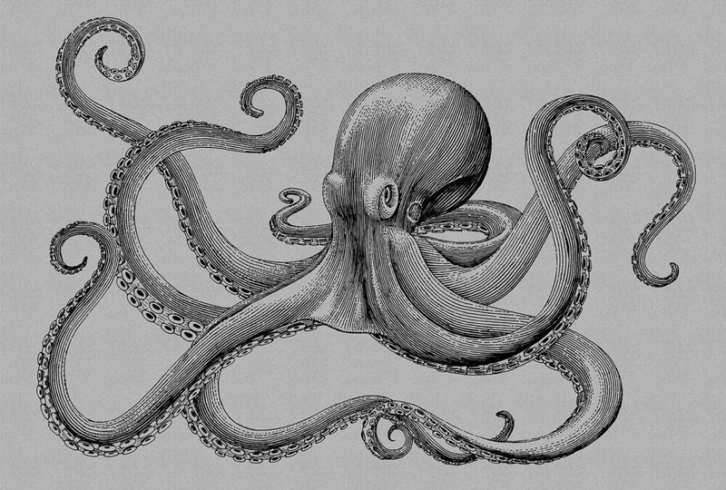 Jules Octopus - Custom Sized Wallpaper Mural (per m2) - Jules 2 Grey