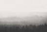Oslo Vintage Forest - Custom sized wallpaper mural (per/m2) - Smoke Grey