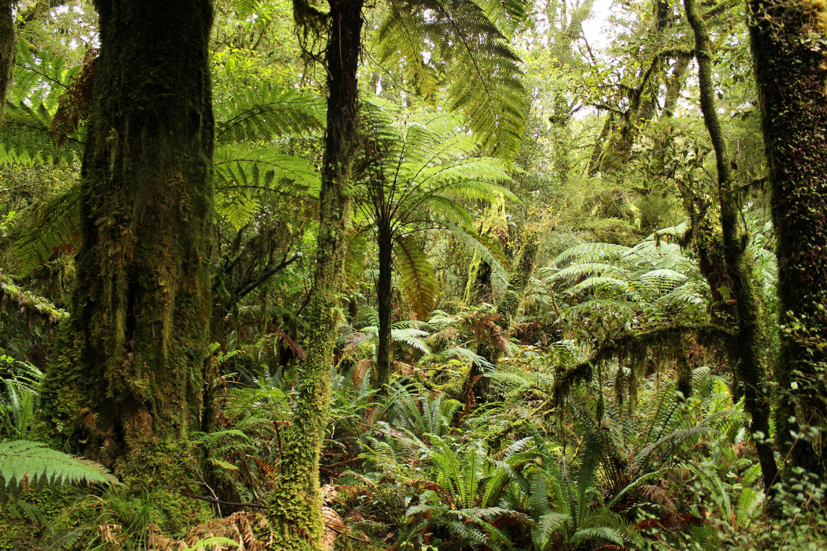 Sample – NZ Scenery - NZ Forest - Custom Sized Wallpaper Mural (per m2)