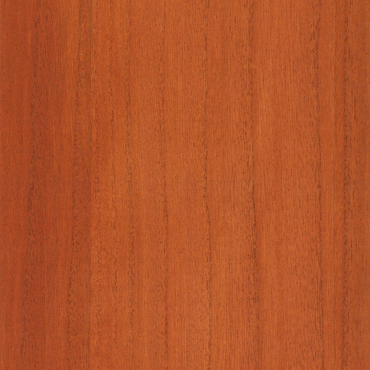 Sample - Paulownia - Wood Veneer Wallpaper - Raw Sienna