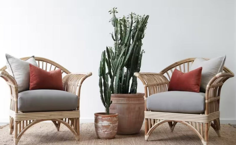 Queenslander Rattan Chair SALE - ASK US FOR A DELIVERY QUOTE