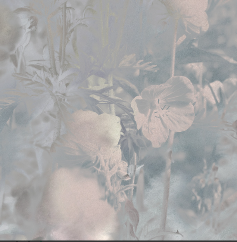 Sample - Meadow Geranium - Custom sized wallpaper mural (per/m2)