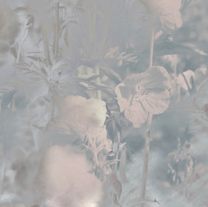 Meadow Geranium - Custom Sized Wallpaper Mural (per m2)