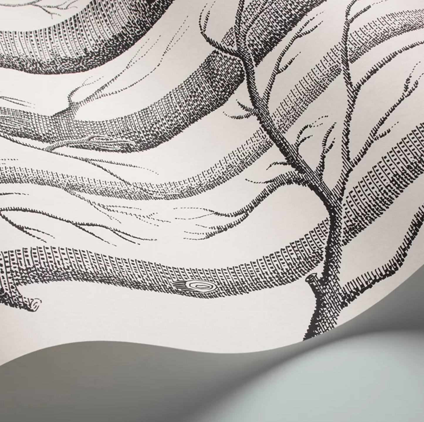 Woods Wallpaper - Cole & Son - Black/White