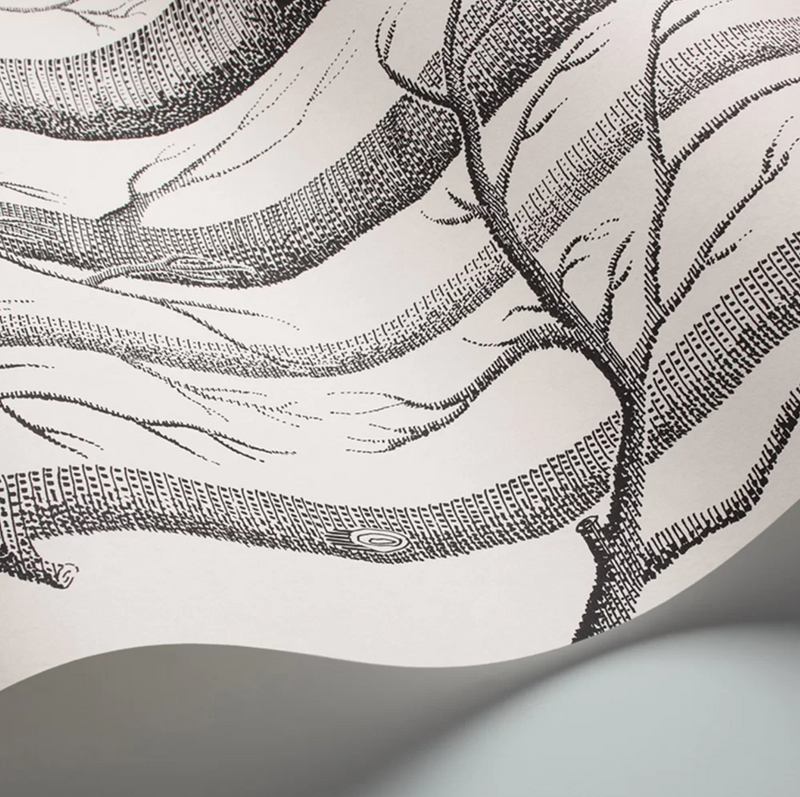 Cole & Son - Woods Wallpaper - Black/White