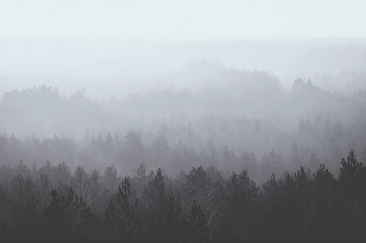 Oslo Vintage Forest - Custom sized wallpaper mural (per/m2) - Ice