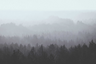 Oslo Vintage Forest - Custom sized wallpaper mural (per/m2) - Ice
