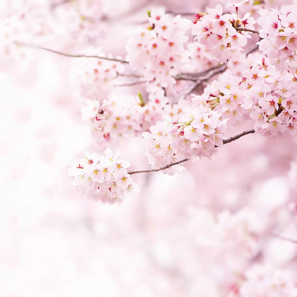 Delicate Flowers (Cherry Blossom) Wallpaper Mural