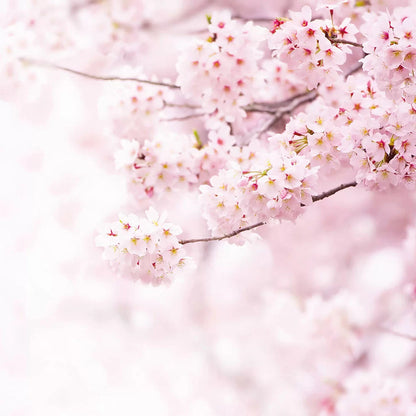 Delicate Flowers (Cherry Blossom) Wallpaper Mural