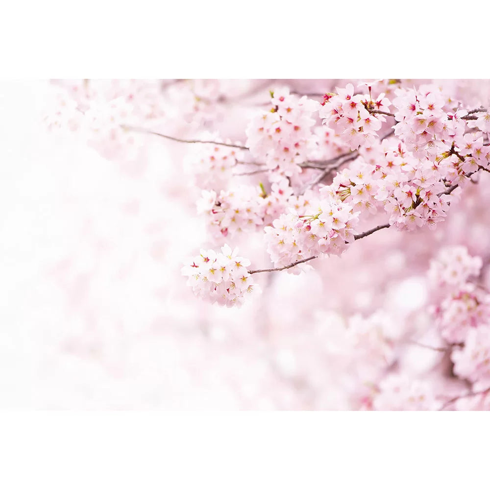 Delicate Flowers (Cherry Blossom) Wallpaper Mural