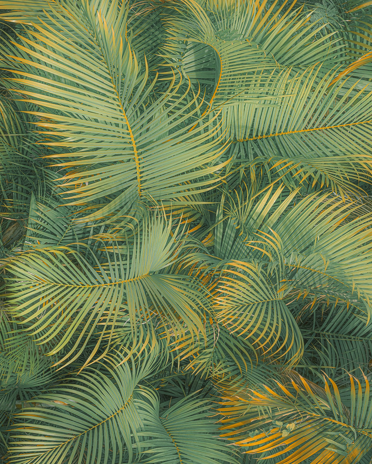 Sample – Neon Ferns - Custom Sized Wallpaper Mural (per m2)