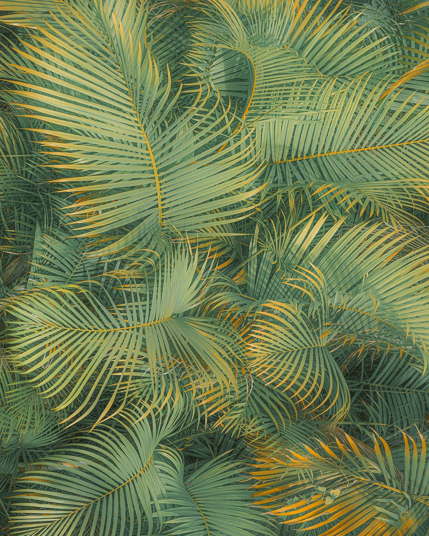 Sample – Neon Ferns - Custom Sized Wallpaper Mural (per m2)