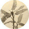 Banana Plant - Circular Mural - Self Adhesive