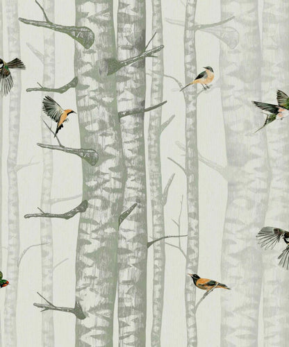 Birch Trees Wallpaper – Silvester