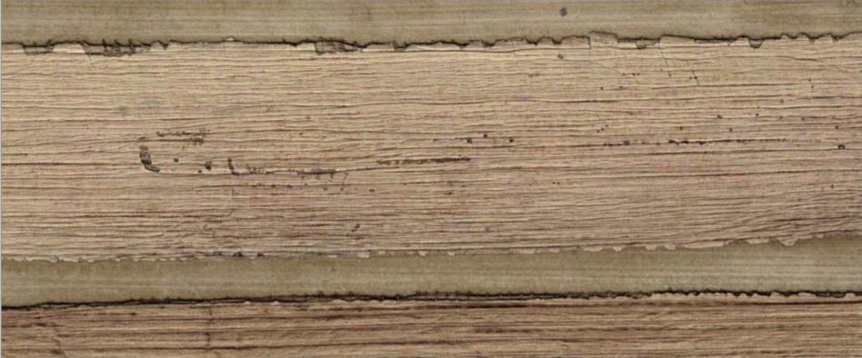 Sample - Genuine Banana Leaf Wallpaper - 7 Colours Mustard Gold
