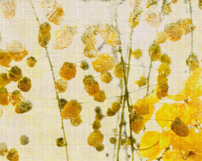 Sunlit Blooms - Custom Sized Wallpaper Mural (per m2)