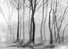 Zephyr - Custom Sized Wallpaper Mural (per m2) - Monochrome