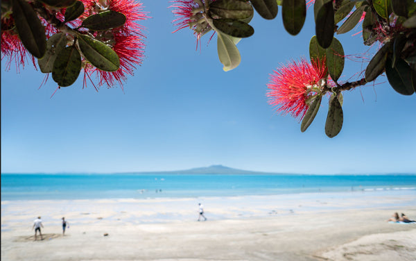 Sample – NZ Scenery - Pohutakawa - Custom Sized Wallpaper Mural (per m2)