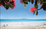 NZ Scenery - Pohutakawa - Custom Sized Wallpaper Mural (per m2)
