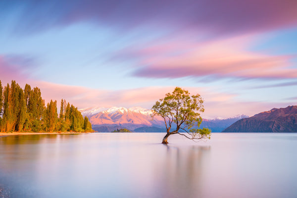 Sample – NZ Scenery - Wanaka Tree - Custom Sized Wallpaper Mural (per m2)
