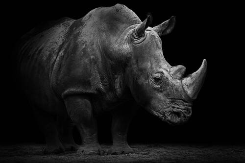 Rhino Breakthrough - Custom Sized Wallpaper Mural (per m2)