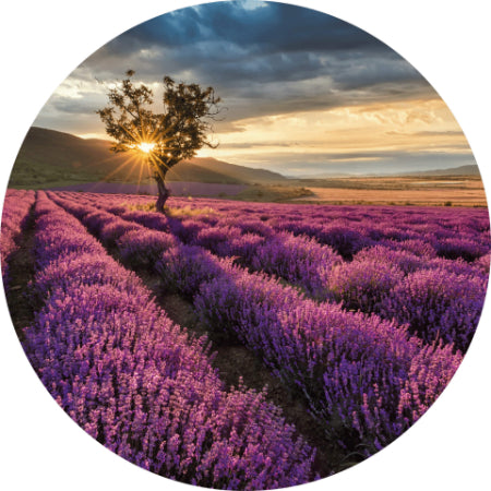 Circular Lavender in the Provence Mural
